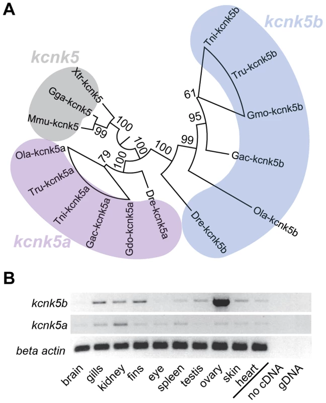 Vertebrate <i>kcnk5</i> homologs and expression in zebrafish development.