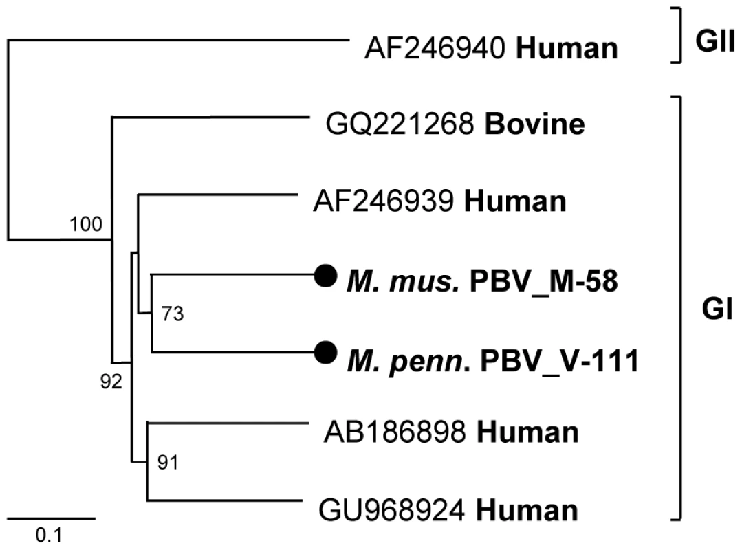 Phylogenetic analysis of rodent picobirnaviruses.
