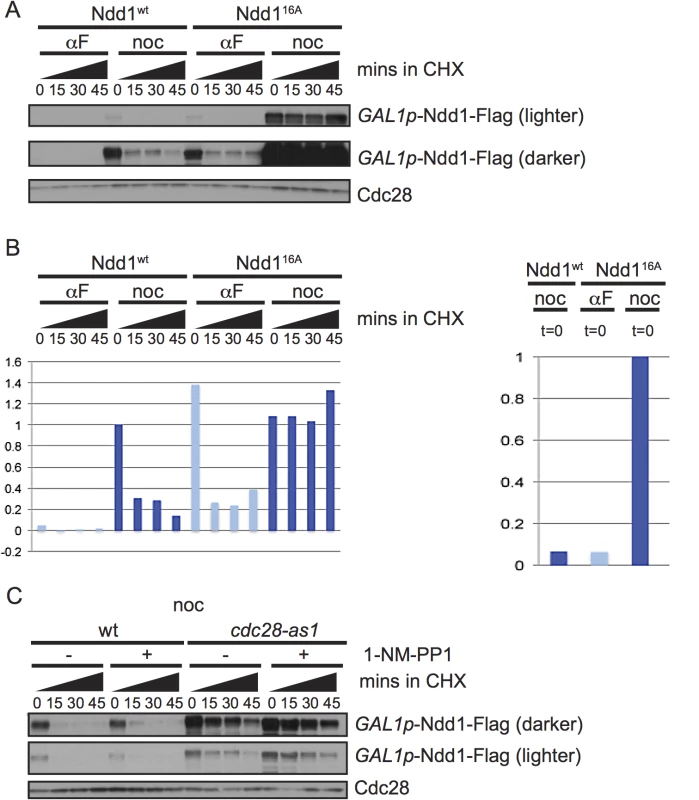 Ndd1 turnover requires Cdk1, Hog1, and three of the GSK3 family kinases.
