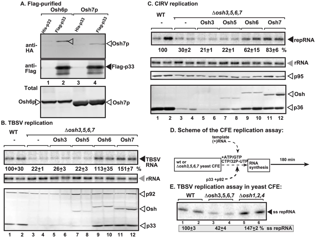 Interaction between p33 replication protein and yeast oxysterol-binding Osh proteins.
