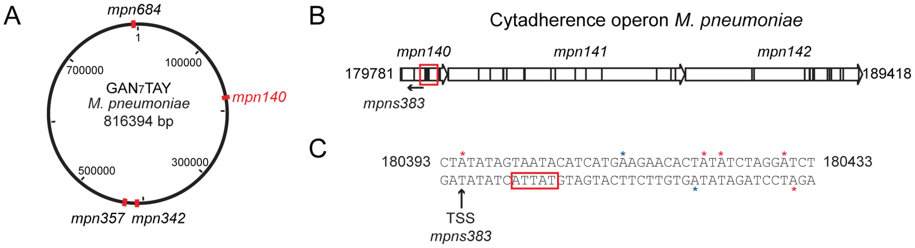 Genome-wide distribution of 5′-G<i>A</i>N<sub>7</sub>TAY-3′/3′-CTN<sub>7</sub><i>A</i>TR-5′ motif.