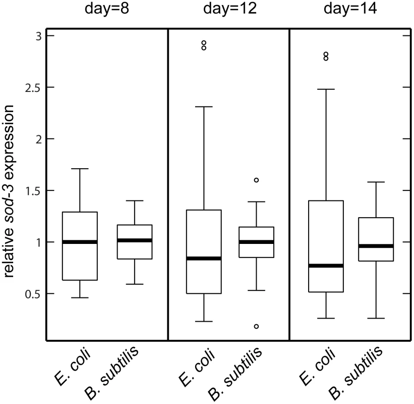 <i>sod-3</i> expression variability is lower for worms fed <i>B. subtilis</i> compared to worms fed <i>E. coli</i>.