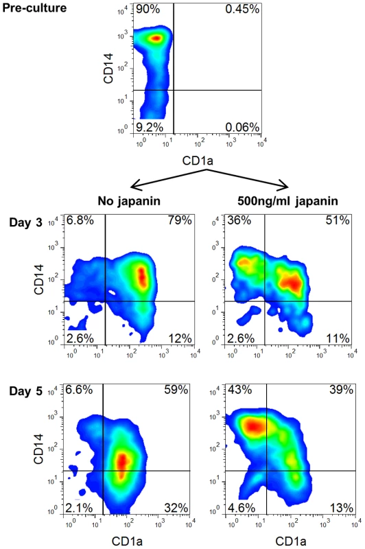 Japanin blocks differentiation of DC from monocytes.