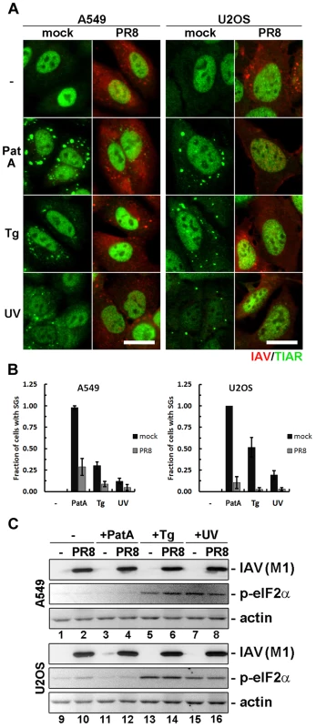 Influenza A virus blocks SG formation independent of inducing stimuli and downstream of eIF2α phosphorylation.