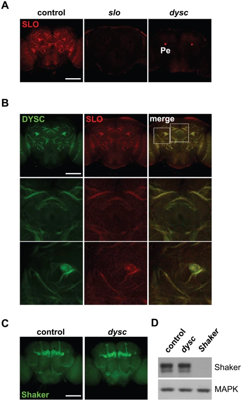 DYSC regulates expression of SLO.