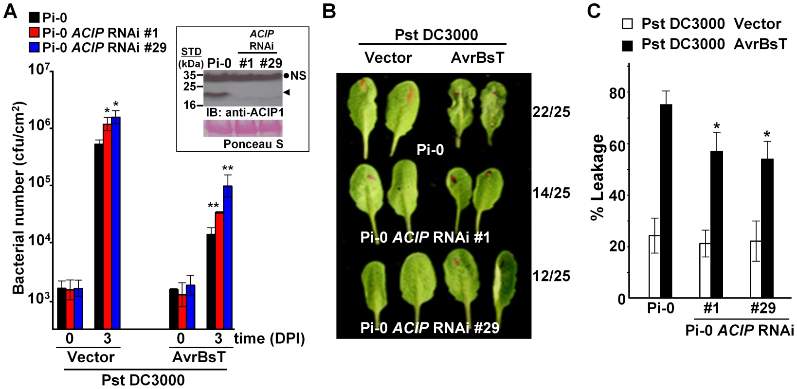 Members of <i>Arabidopsis</i> ACIP family are required for AvrBsT-triggered ETI.