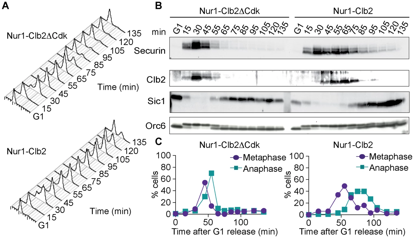 Nur1-Clb2 causes a mitotic exit defect.