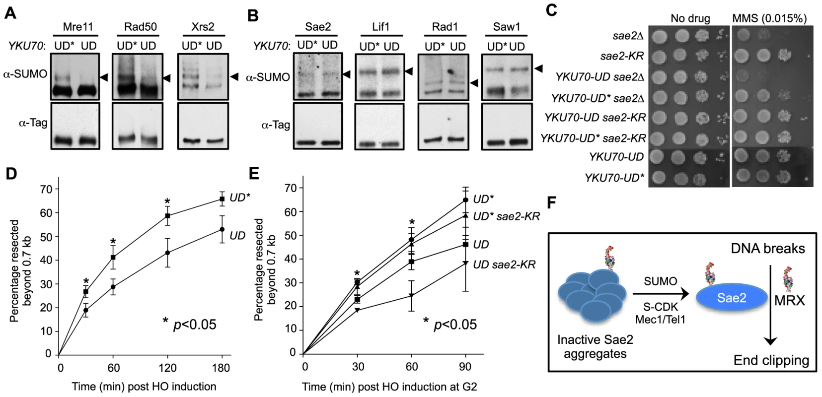 Sumoylation of MRX contributes to DNA end resection.