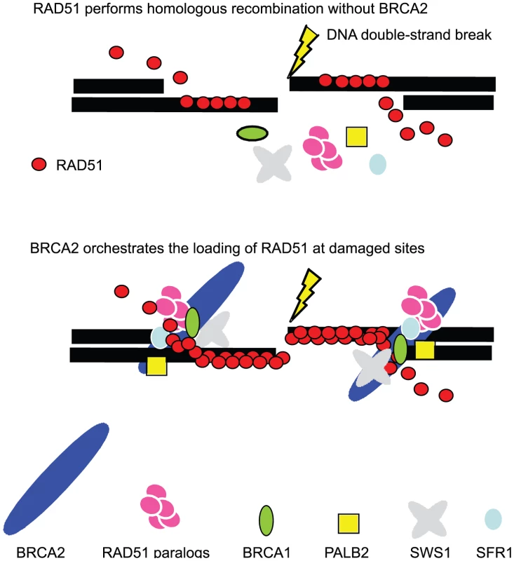 Model of BRCA2 dependent regulation of various RAD51 mediators at DNA–damage sites.