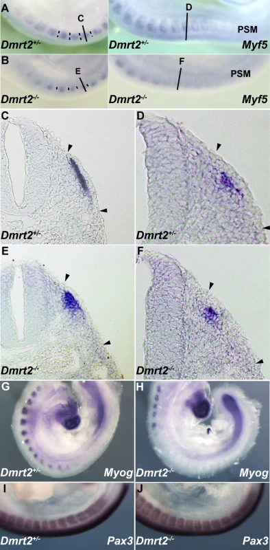 Dmrt2 is required for the maturation of the epaxial somite, where <i>Myf5</i> is first expressed.