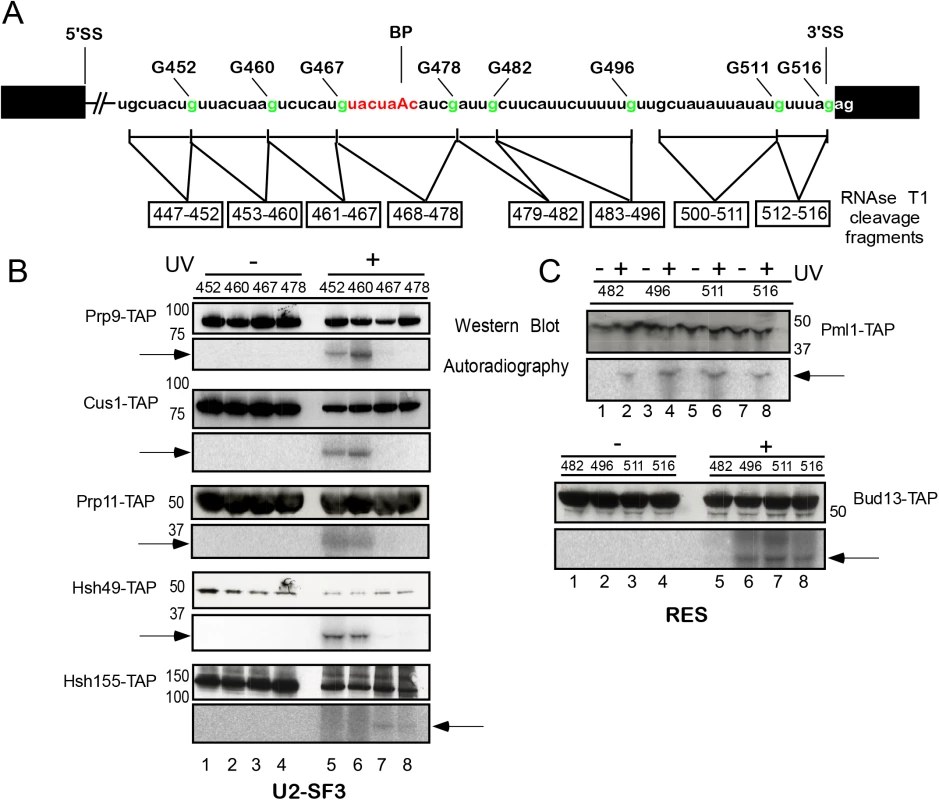 Site-specific UV crosslinking of U2 SF3a/b and RES complex proteins to the intron region around the branch-site in the yeast spliceosomal B<sup>act ΔPrp2</sup> complex.