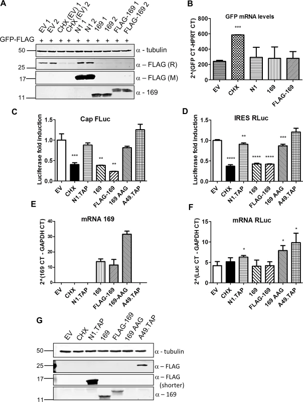 Protein 169 inhibits cap-dependent and FMDV IRES-dependent translation.