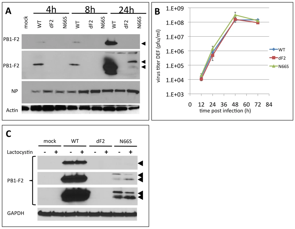 Effects of PB1-F2 expression on replication of A/Viet Nam/1203/2004 in duck fibroblasts <i>in vitro</i>.