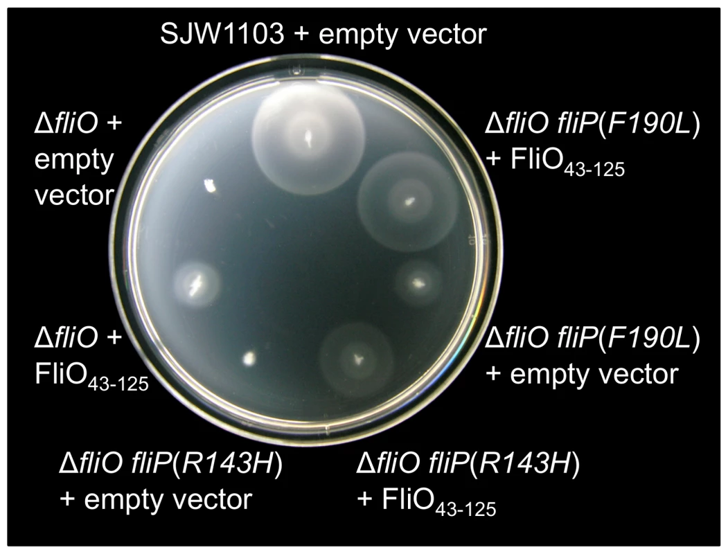 Rescue of motility by overexpression of the cytoplasmic domain of FliO.