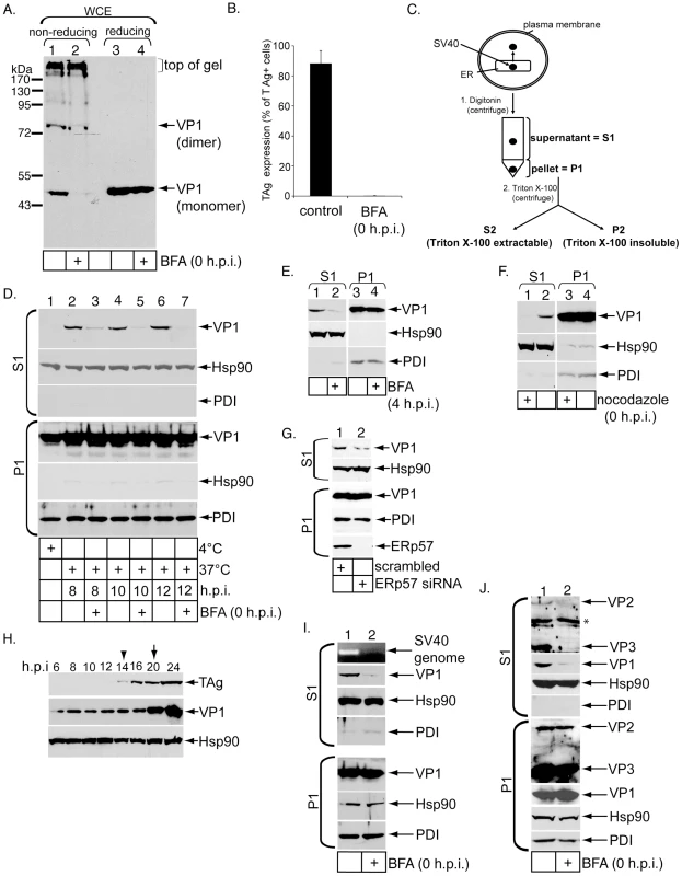 Establishment of a cell-based ER-to-cytosol membrane penetration assay for SV40.
