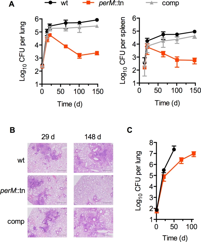 PerM is necessary for Mtb persistence <i>in vivo</i> in an IFN-γ-dependent manner.