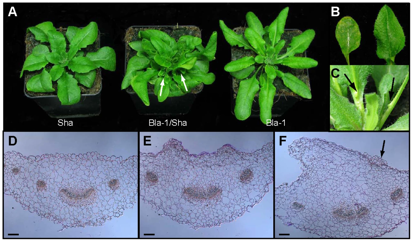 Adaxial outgrowths in Bla-1/Sha hybrids.