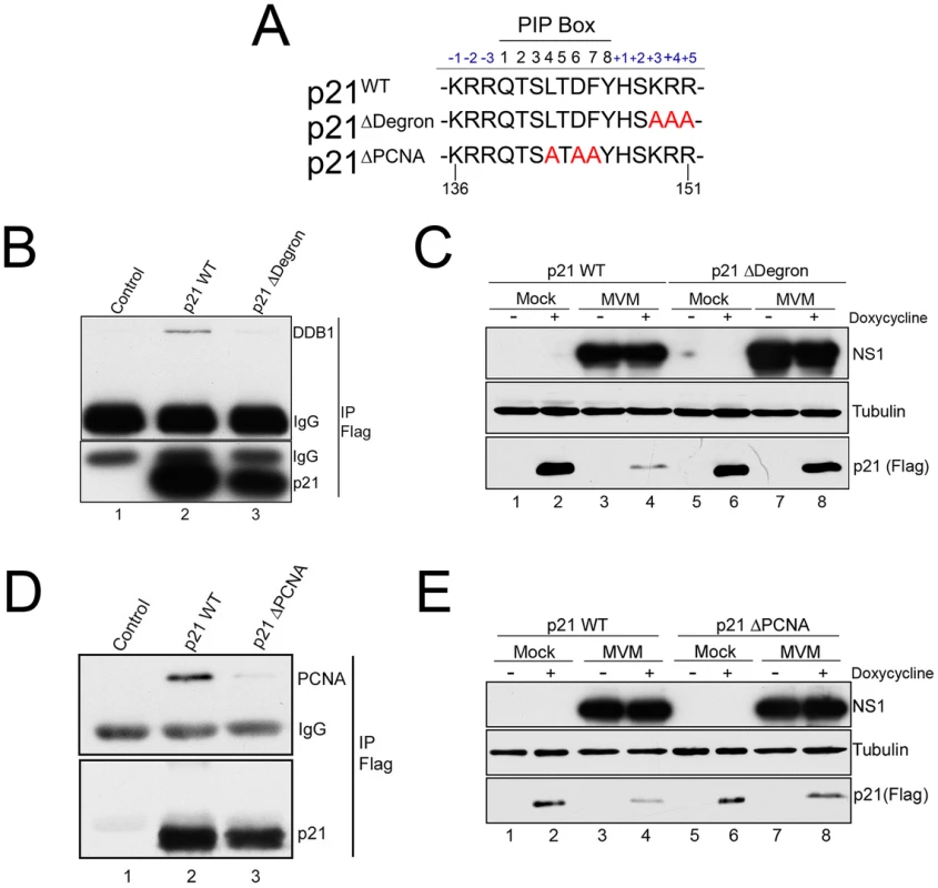 p21 degradation during MVM requires interaction with PCNA and the CRL4<sup>Cdt2</sup> ligase complex.