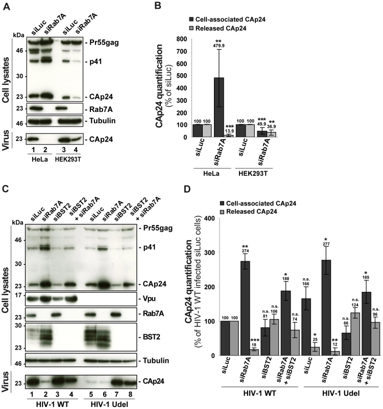 Reduced HIV-1 release after depletion of Rab7A is related to expression of the restriction factor BST2.