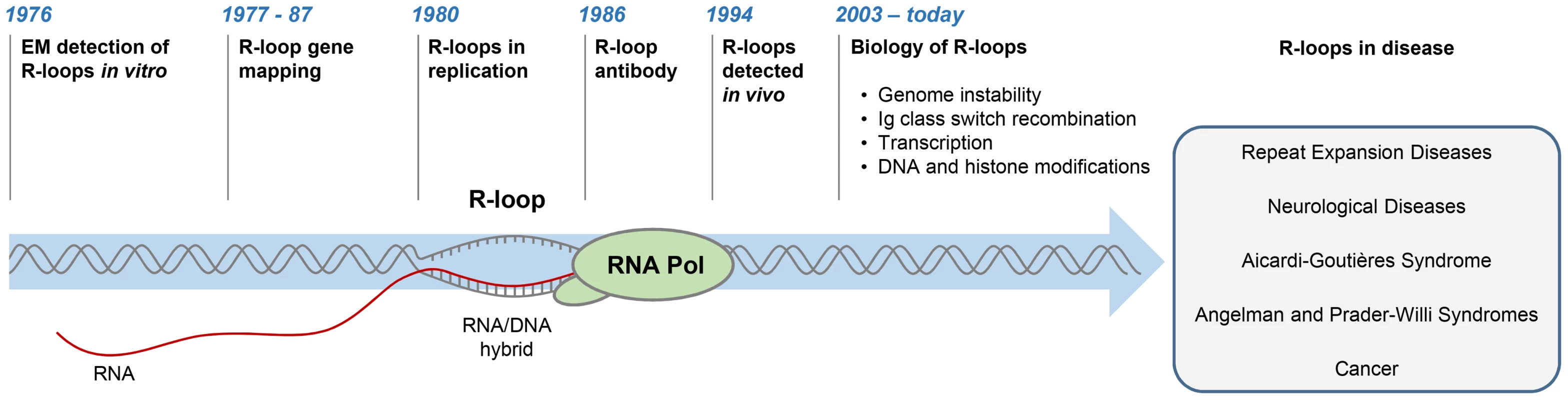 History of R-loop research.