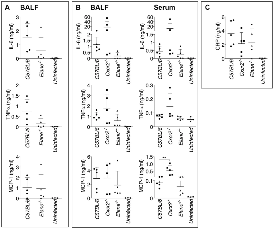 Inflammatory cytokines and acute phase proteins in BALF and sera of infected mice.
