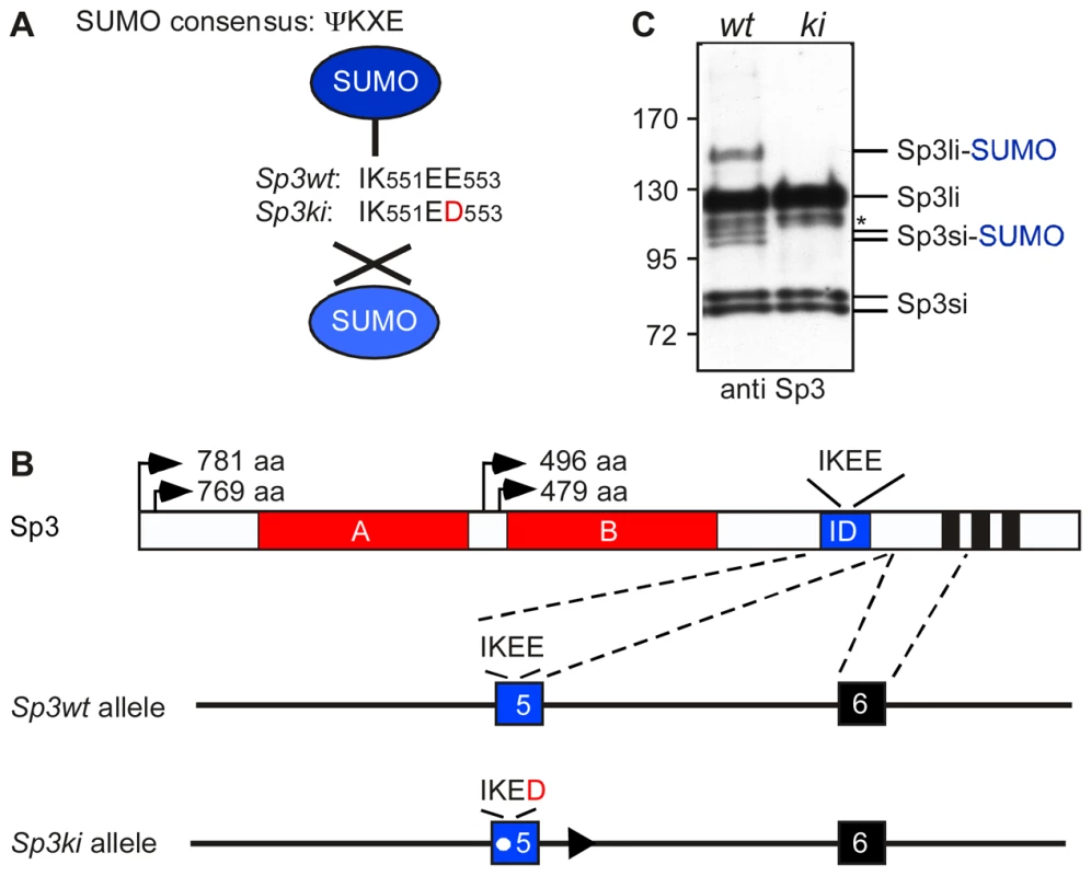 Targeting of the mouse Sp3 SUMO attachment site.