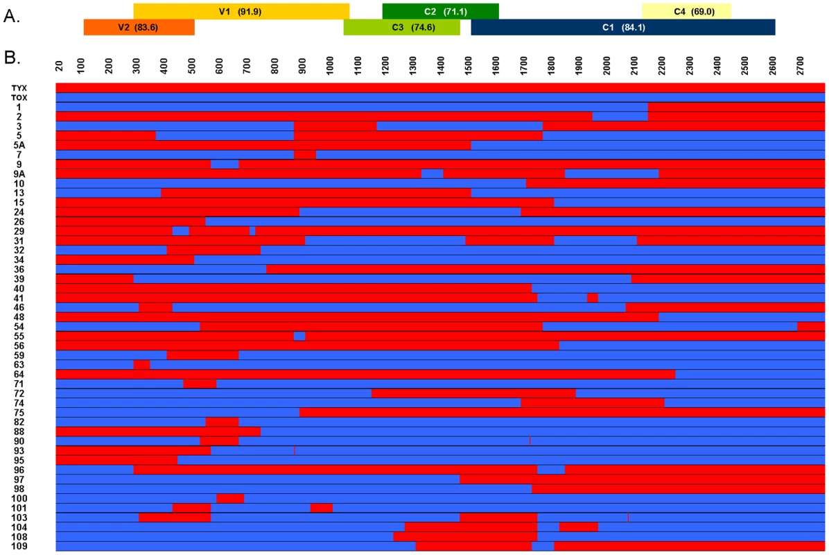 Schematic representation of 47 recombinant viral genomes generated by L-DNA-shuffling with the parental genomes of Tomato yellow leaf curl virus (Tyx) and Tomato leaf curl Mayotte virus (Tox).