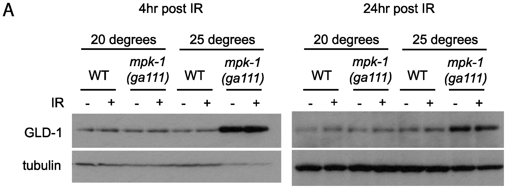 GLD-1 levels are affected by MPK-1 signaling.