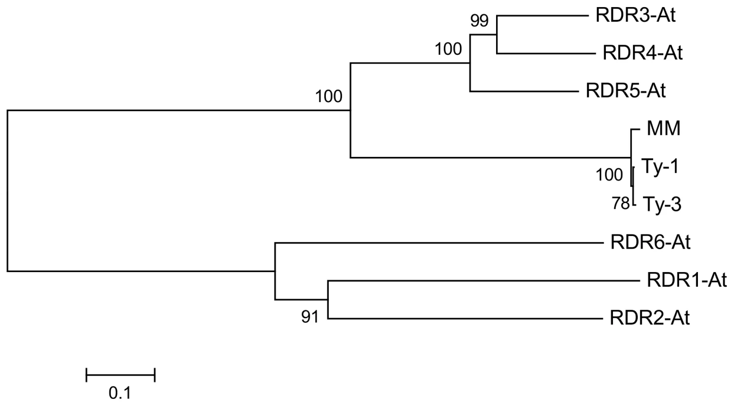 Neighbour joining tree of protein sequences of &lt;i&gt;A. thaliana&lt;/i&gt; RDR1-6, &lt;i&gt;Ty-1&lt;/i&gt;, &lt;i&gt;Ty-3&lt;/i&gt;, and the susceptible Moneymaker allele (MM).