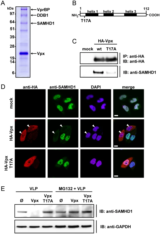SAMHD1 is identified as Vpx binding protein leading to its degradation.