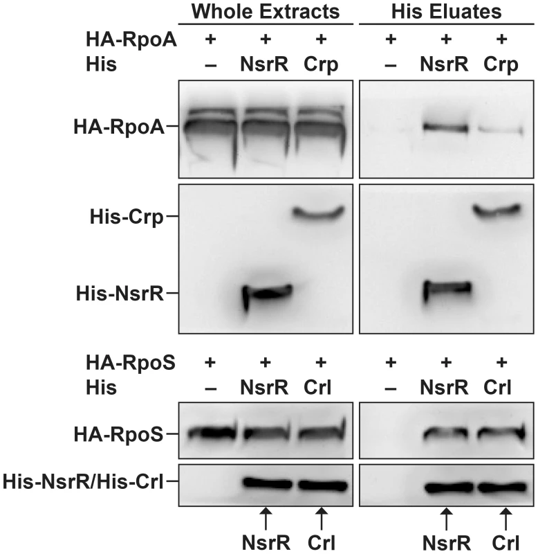 NsrR interacts with RNA polymerase complex.
