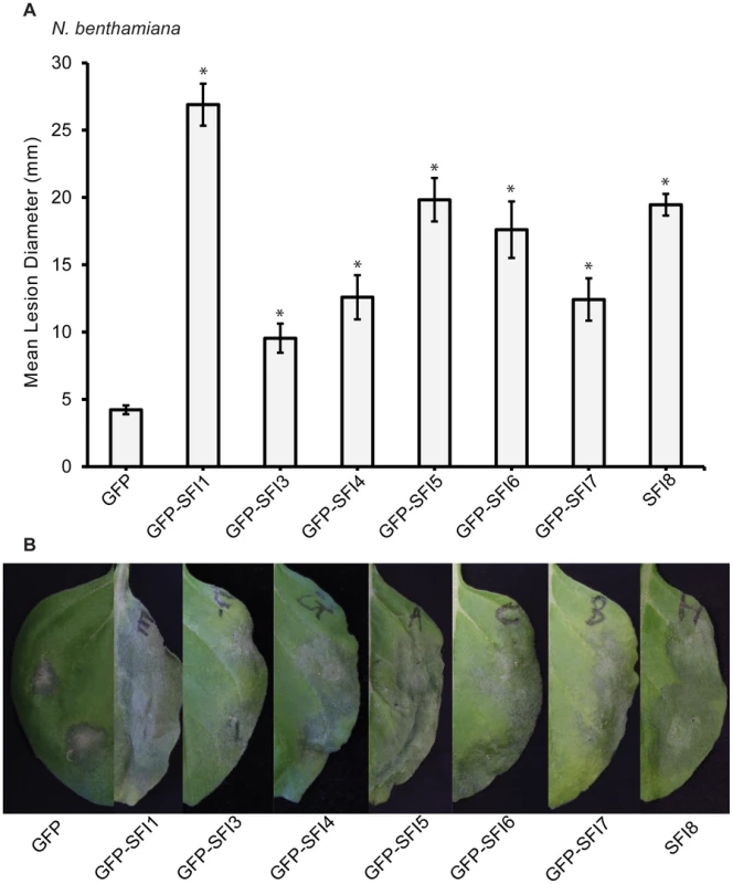 Effect of transient expression of SFI effectors enhances <i>P. infestans</i> colonization of <i>N. benthamiana</i>.