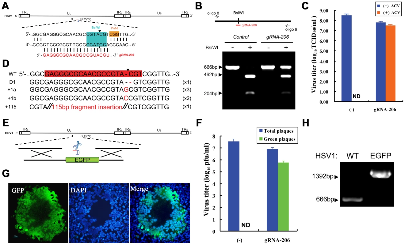 Herpes simplex viral genome editing targeted by the CRISPR-Cas system.