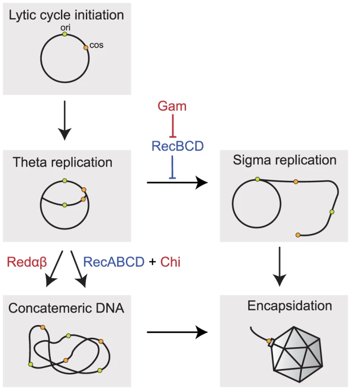 Implication of recombination in the replication of Lambda phage.