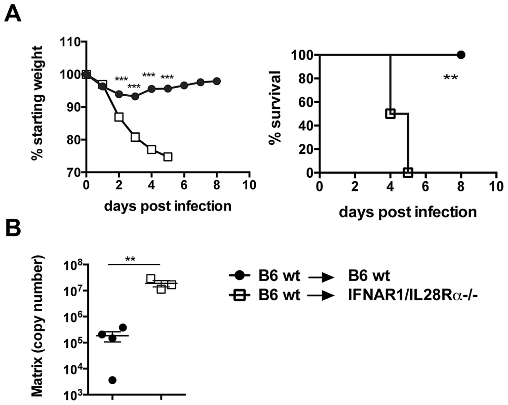 Lack of type I and III IFN signalling in the stromal compartment increases susceptibility to IAV infection.