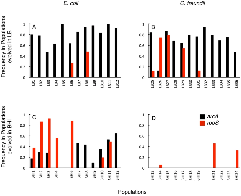 Frequencies of <i>arcA</i> and <i>rpoS</i> mutants in the evolved populations <i>arcA</i> mutations (black bars) reached high frequencies in all LB-evolved populations (A, B) and reach fixation in LB5, while <i>rpoS</i> mutations (red) were more common in BHI-evolved populations (C, D).