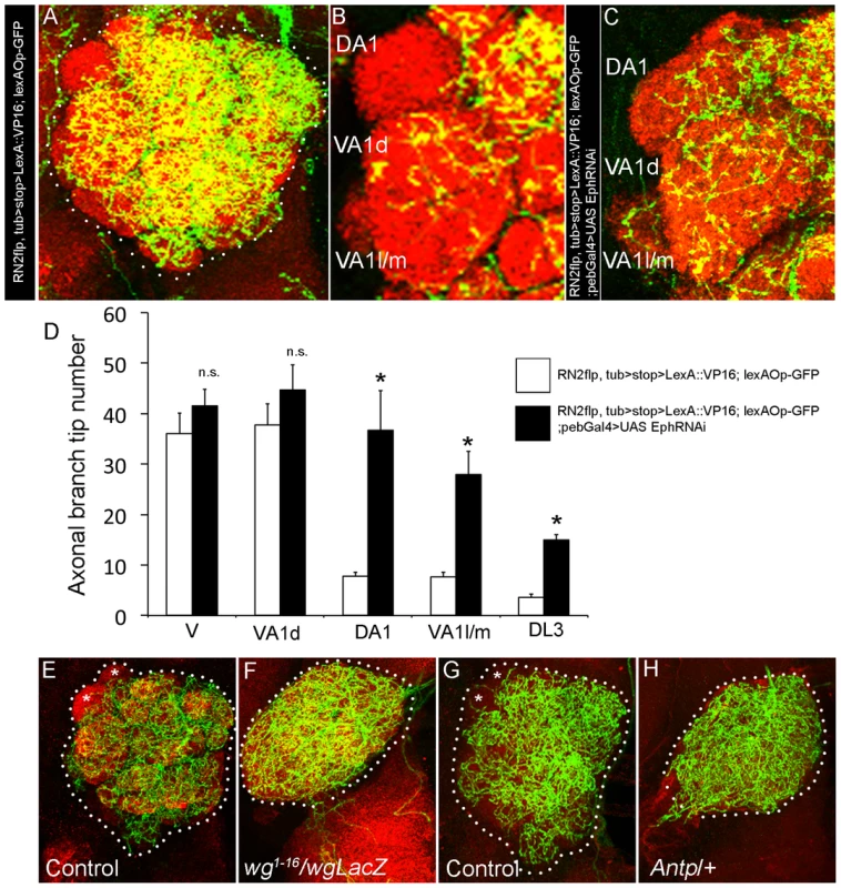 Olfactory sensory neuron-derived Eph controls glomerular-specific arborization pattern of the CSDn.