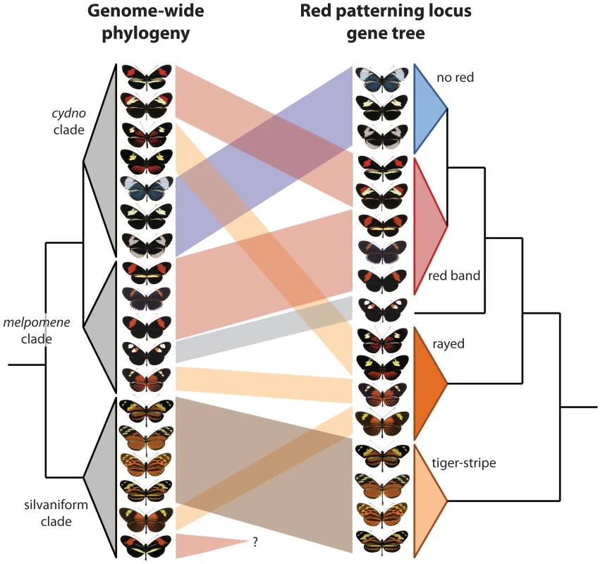 Two new papers show that wing patterning has been swapped among <i>Heliconius</i> butterfly species via introgressive hybridization.