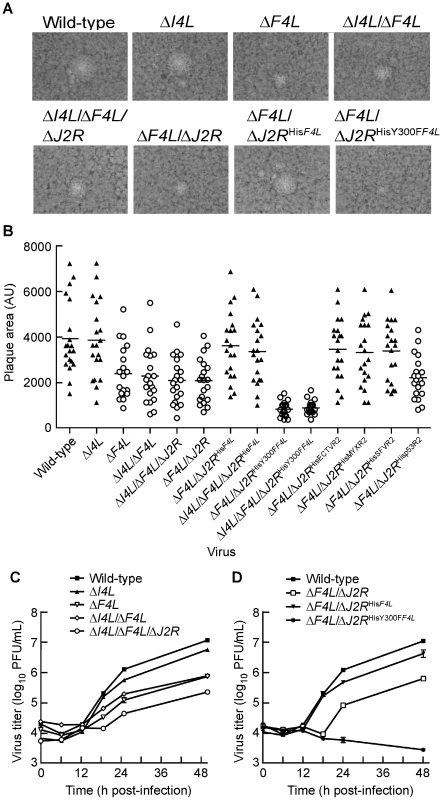 Δ<i>F4L</i> strains exhibit a small plaque phenotype and impaired replication <i>in vitro</i>.