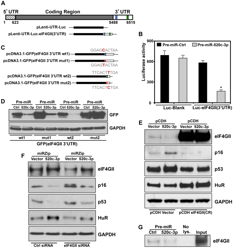 eIF4GII is a specific target of miR-520c-3p.