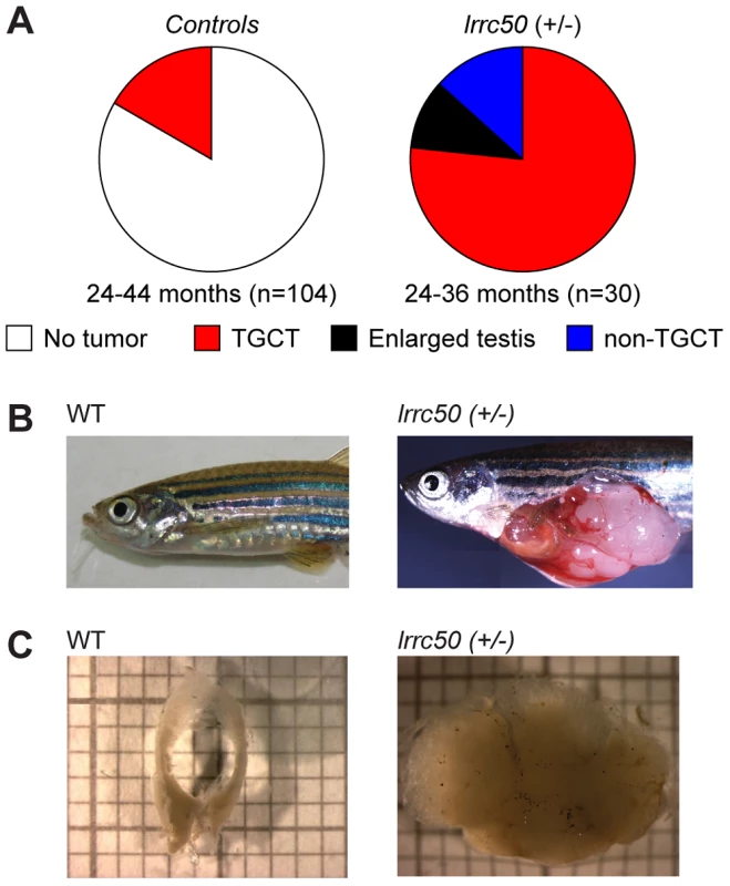 Heterozygous <i>lrrc50<sup>Hu255h</sup></i> zebrafish are predisposed to testicular tumor formation.