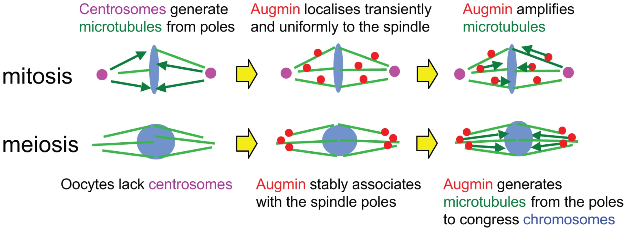 Stable association of Augmin with spindle poles compensate for the lack of centrosomes in oocytes.
