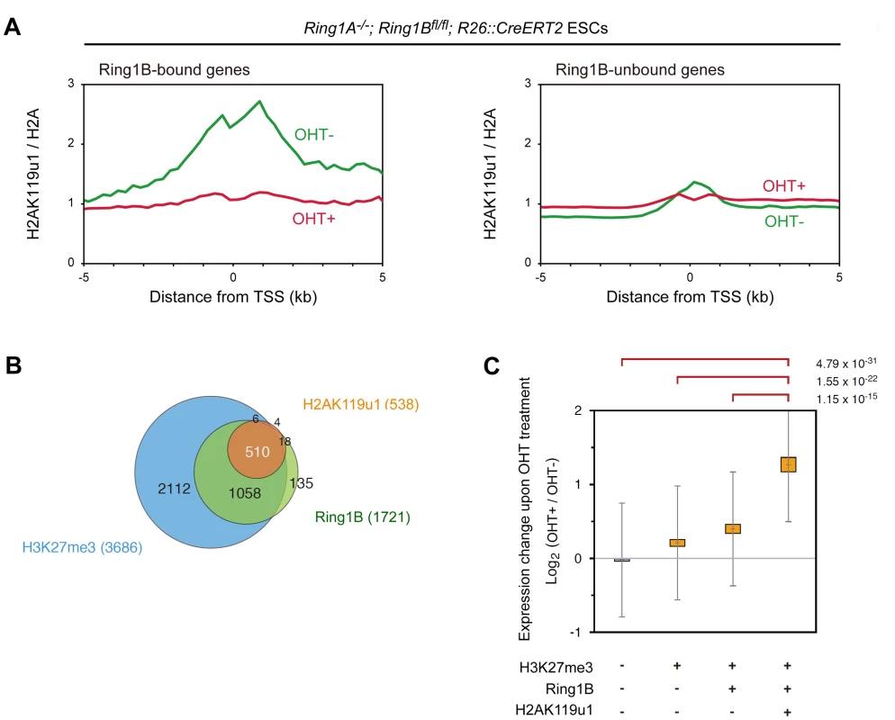 Global mapping of Ring1B-dependent H2AK119u1 deposition in ESCs reveals that genes occupied by H2AK119u1 represent central targets of PRC1.