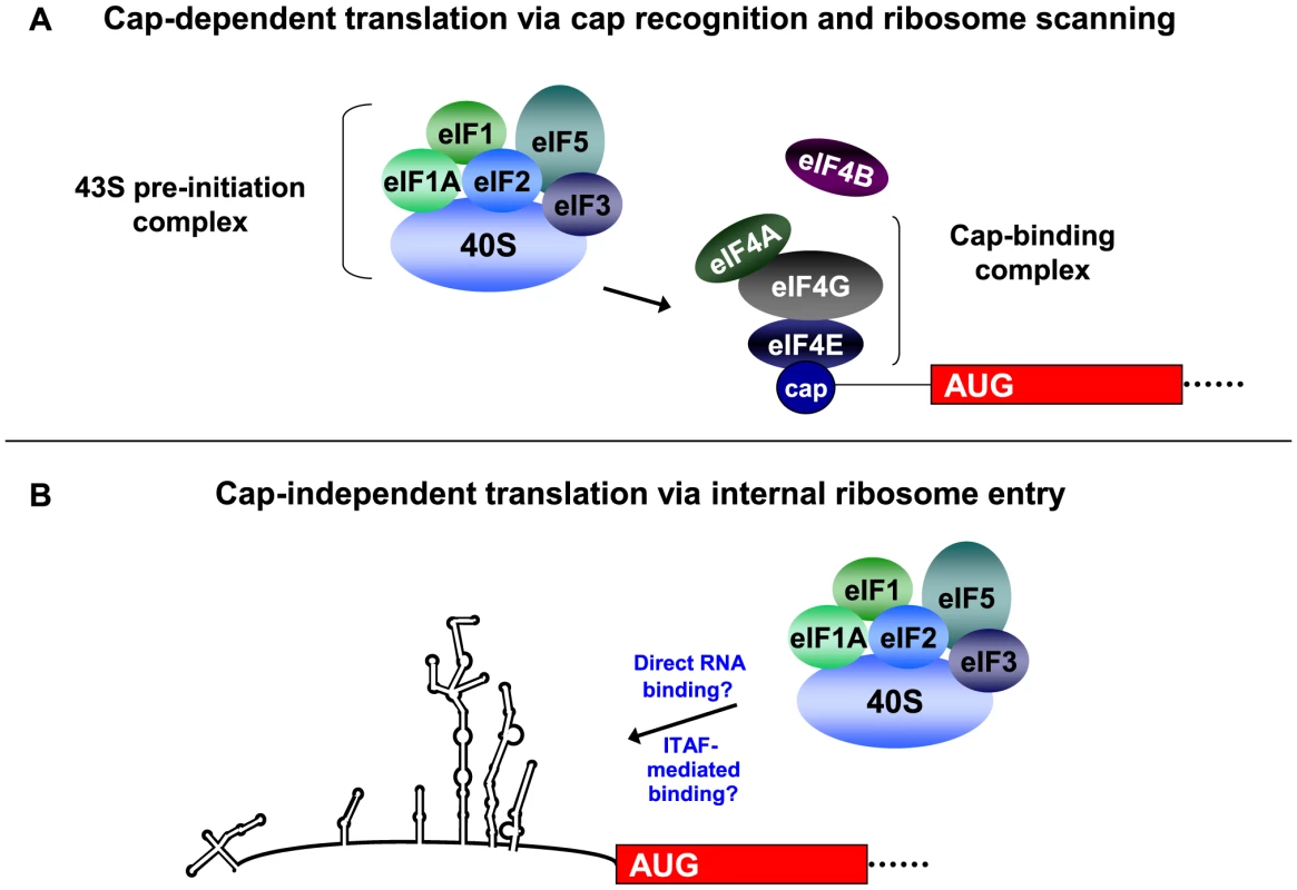 Recruitment of the 43S pre-initiation complex for cap-dependent and cap-independent translation initiation.