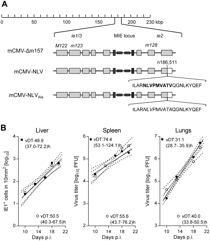 Construction and characterization of recombinant mCMV-NLV expressing the HLA-A2.1 restricted peptide NLV.