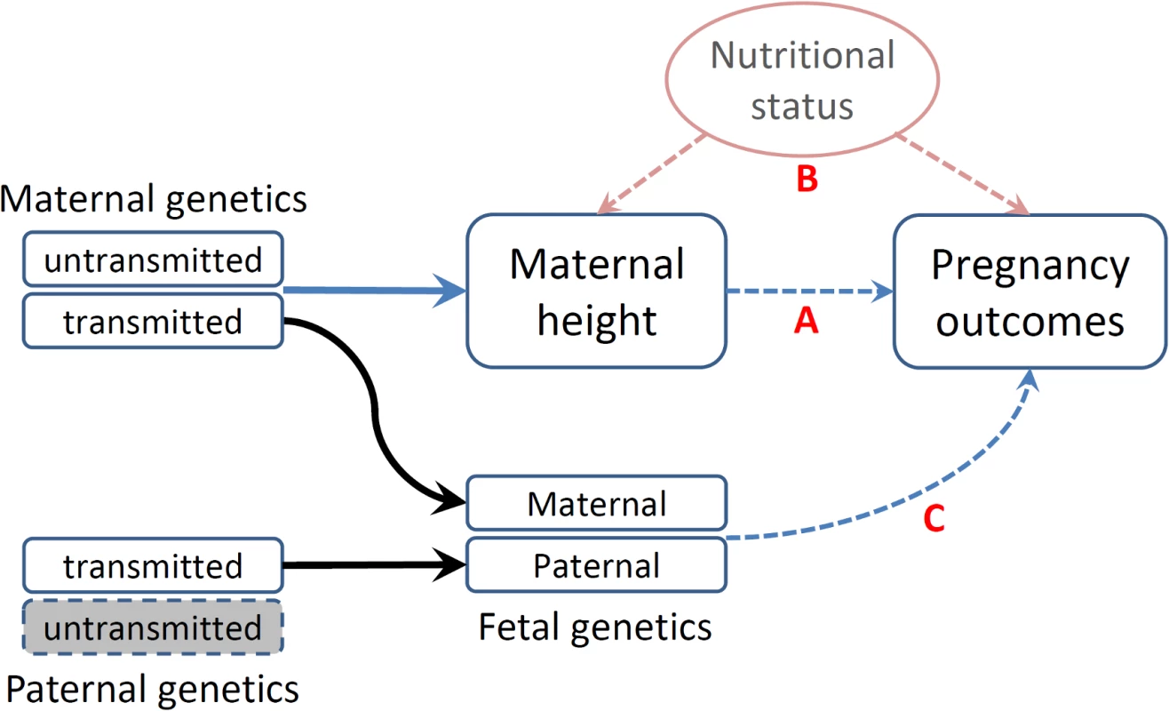 Schematic representation of various causal mechanisms that can lead to the observational associations between maternal height and pregnancy outcomes.
