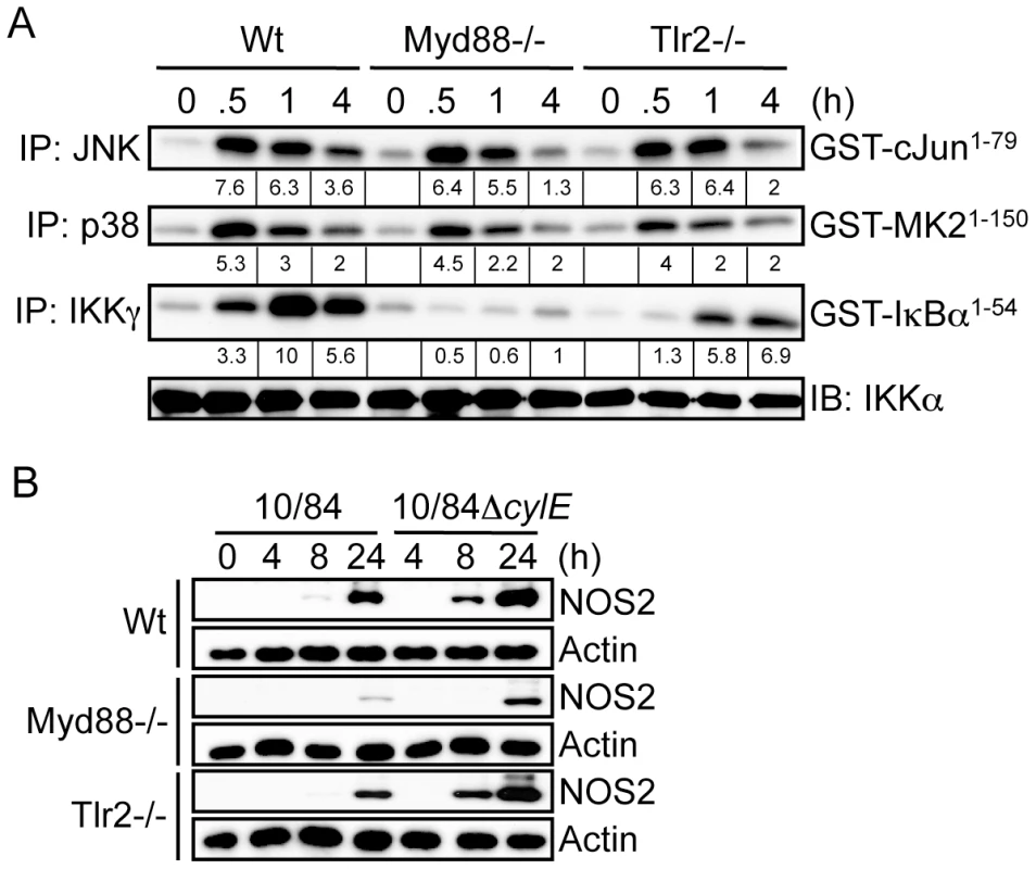 βh/c-mediated JNK and p38 activation is TLR2/MyD88-independent.