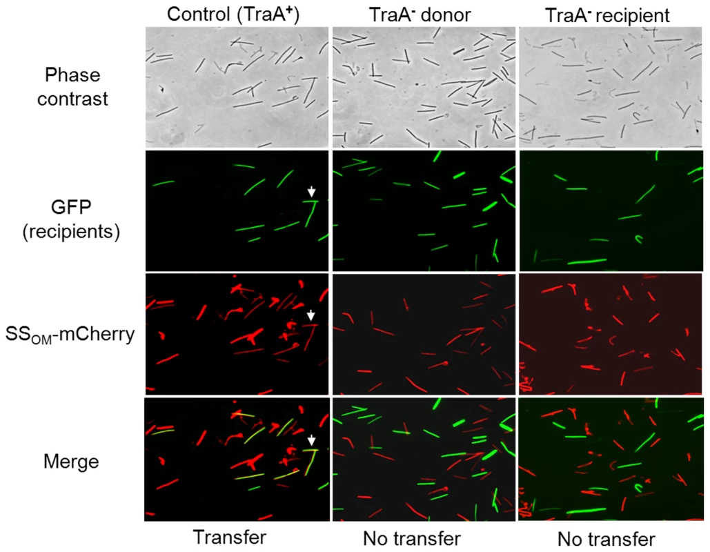 SS<sub>OM</sub>-mCherry transfer requires TraA.