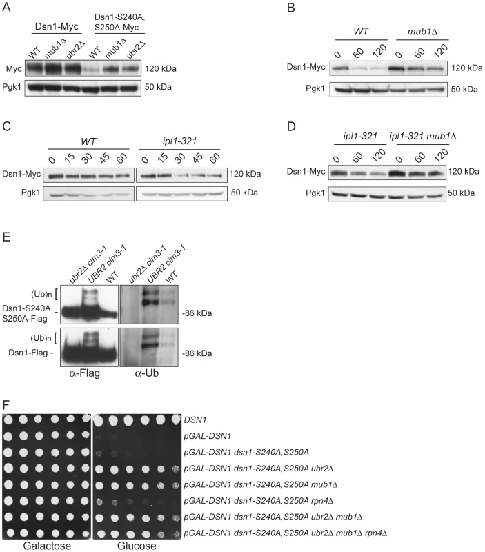 Mub1/Ubr2 mediate Dsn1 ubiquitylation and regulate protein levels.