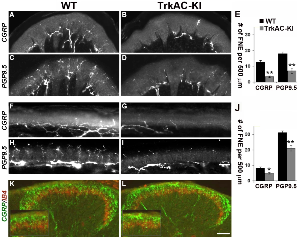 Peripheral, but not central innervation is drastically reduced in TrkAC-KI mice.